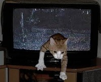 貞ニャン