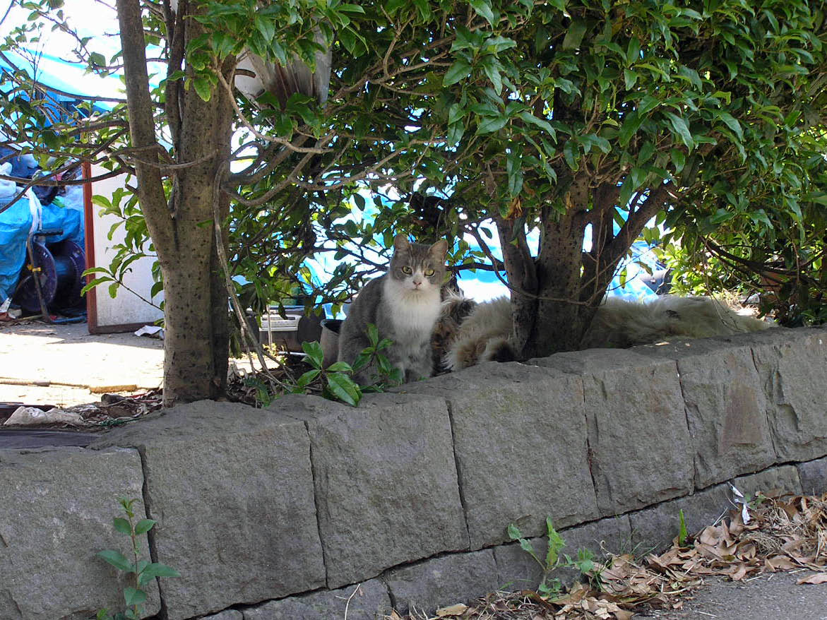 ȋȑqwy1rځzYouTube>8{ jRjR>1{ ->摜>1781 