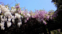 2011042911420000