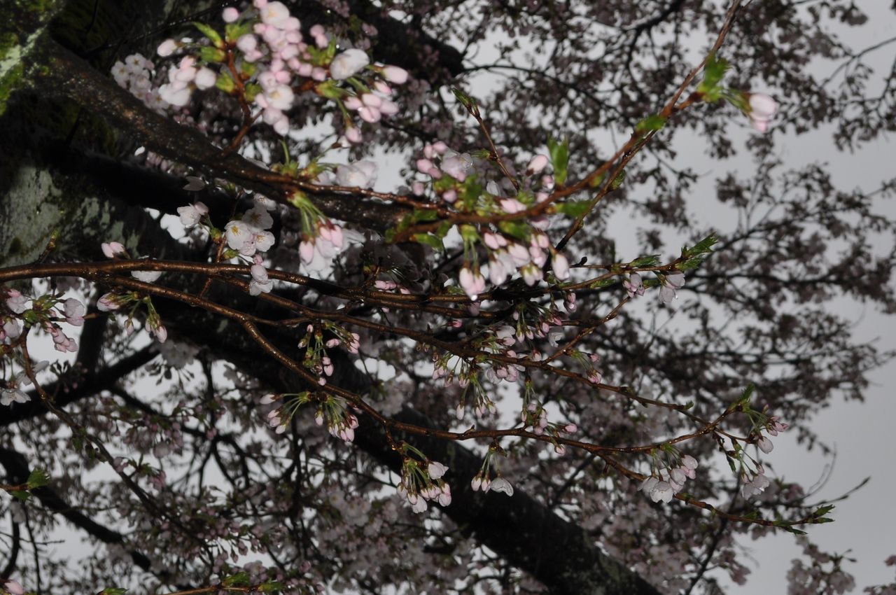 DSC_1313