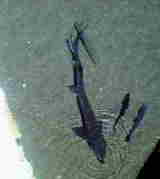 ¥Á¥ç¥¦¥¶¥á( §¥)¡¡Žß¡¡Žß