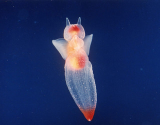 深海魚