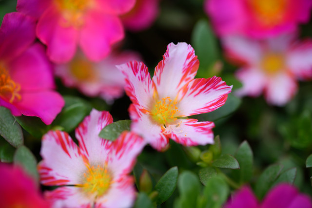 D75_0052_20150928_1490