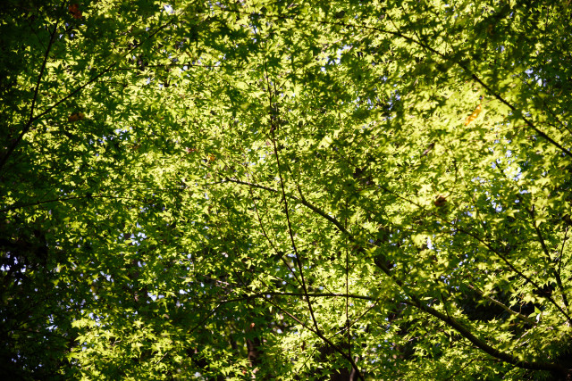 D75_0033_20150928_1474