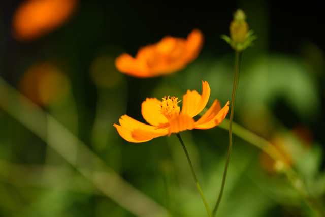 D75_0036_20150928_1477
