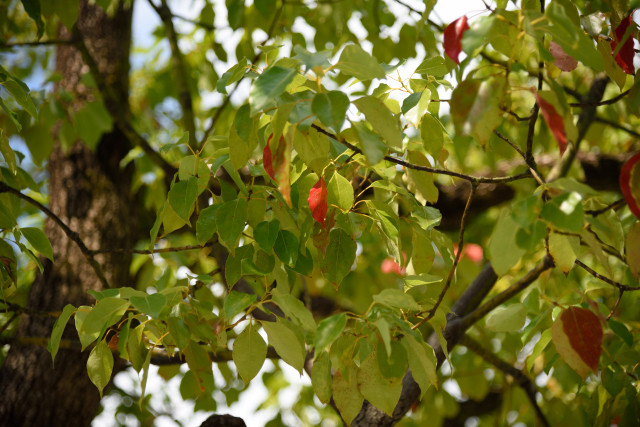 D75_0023_20150928_1464