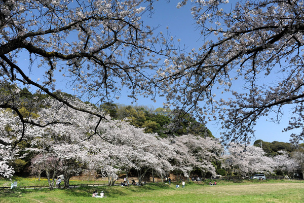 日下常由、【古代多賀城政庁の桜】、希少画集画、風景、自然