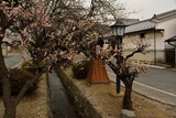 komochi_20140326_020