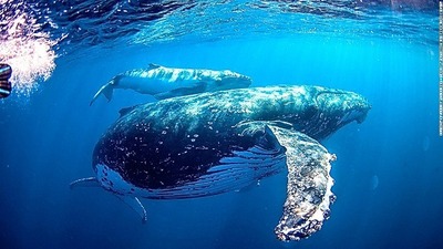 whale-oz-swimming-with-humpback-whale