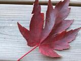 07-11-15 Fall-8