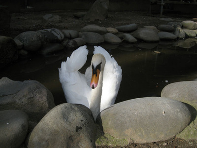 華蔵寺公園の白鳥