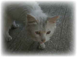ねこ