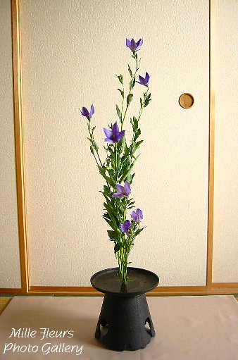 桔梗の生花・・・悶々 : あどけない話