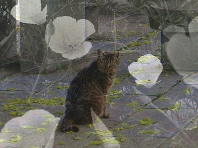 52336ab3.jpg