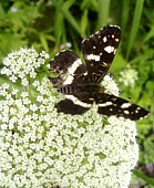 nature5