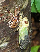 nature7