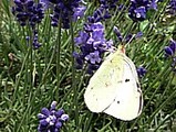 nature4