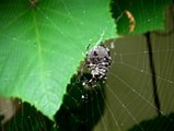 nature6