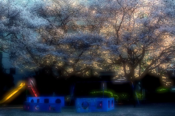 桜公園DSC_8456-1200