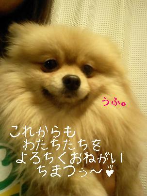 ¥Ý¥í¥ó