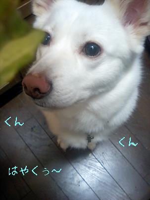 ¤×¤ê¤ó£²
