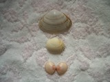 shell