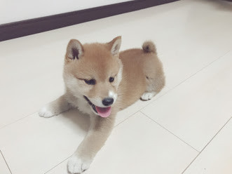 19きなこ