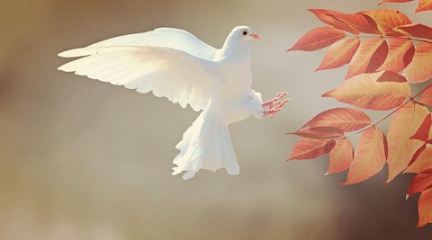dove-2516641__480