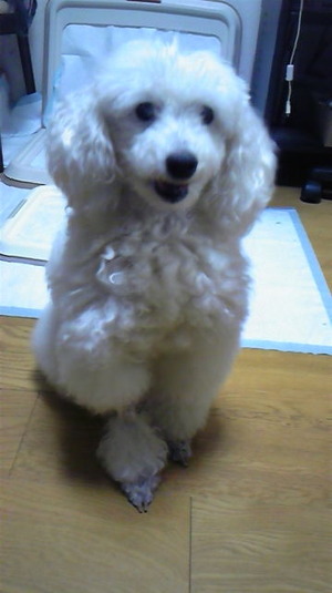 もさっち