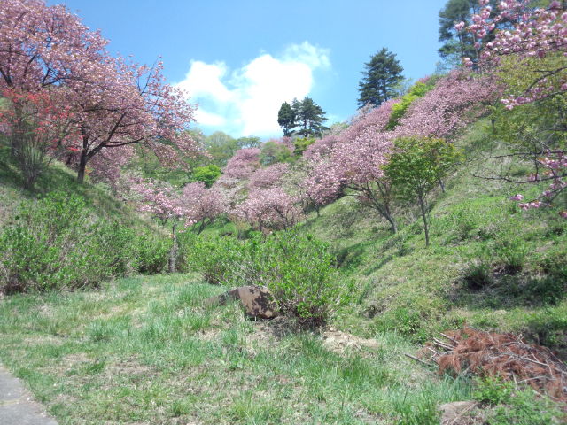 20150429さくらの里2