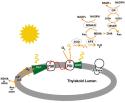 active_oxygen01