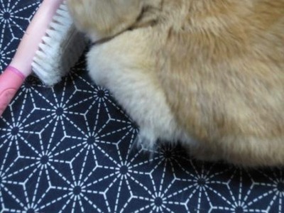 ゆかり画像 040
