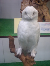 しろふくろう