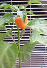 93f6d6f1.jpg