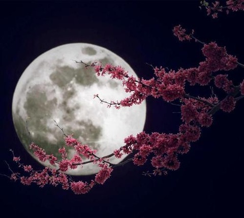 月と桜 20150404