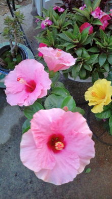 からんこのブログ-20110815182640.jpg
