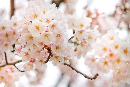 桜2014320