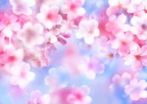 桜イラスト背景青