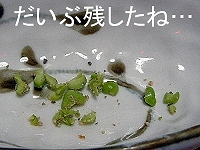 グリーンピース-2