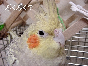 poppie_ふくらオカメ