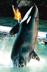 シャチのナミ 名古屋港水族館へ : 横井利明オフィシャルブログ