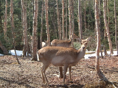 野生の日本鹿 ごろすけホッホブログ