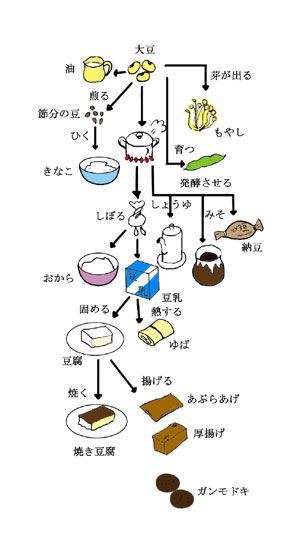 大豆図解