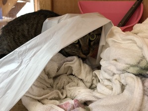 IMG_1730