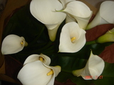 3183a426.jpg