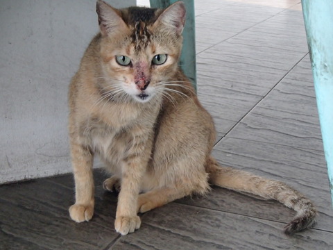 フィリピンの首都マニラで出会った猫たち
