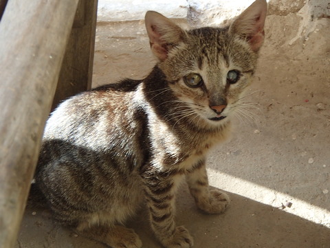 世界の猫スポット―セネガル・ゴレ島