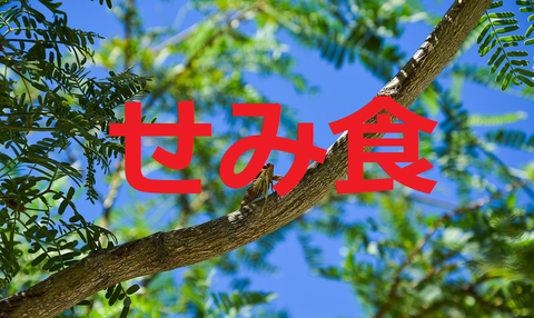 せみ食