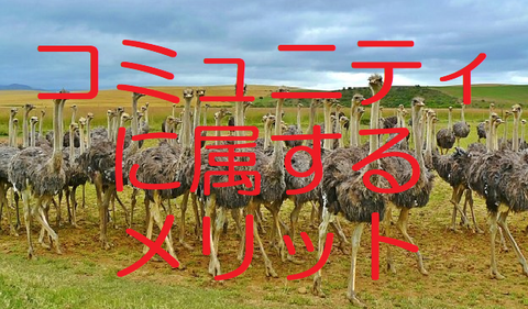 コミュニティ