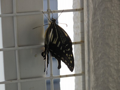 s-IMG_4419
